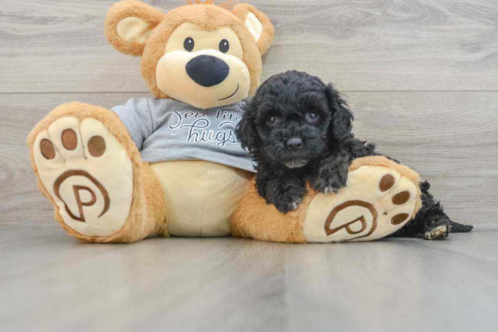 Mini Aussiedoodle Puppy for Adoption