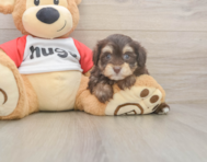 8 week old Mini Aussiedoodle Puppy For Sale - Lone Star Pups