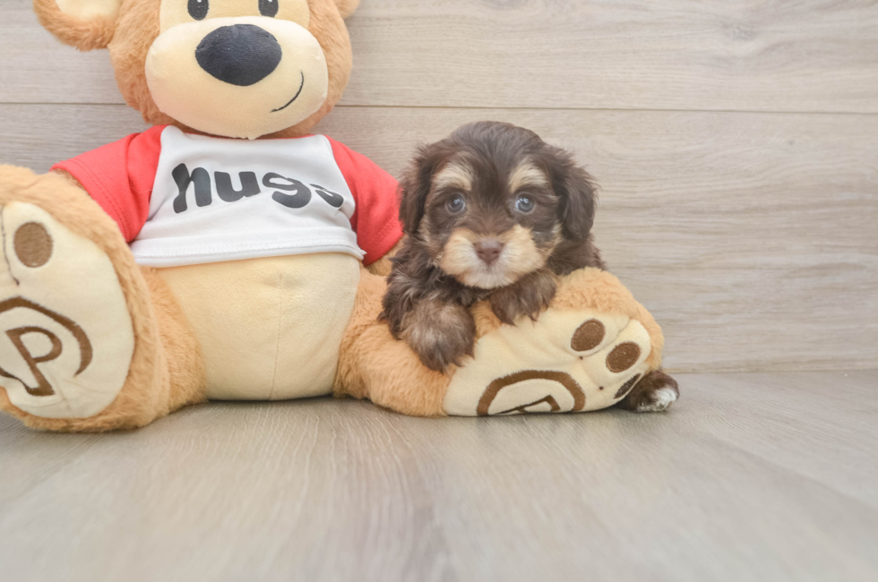 5 week old Mini Aussiedoodle Puppy For Sale - Lone Star Pups