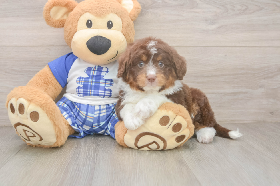 6 week old Mini Aussiedoodle Puppy For Sale - Lone Star Pups