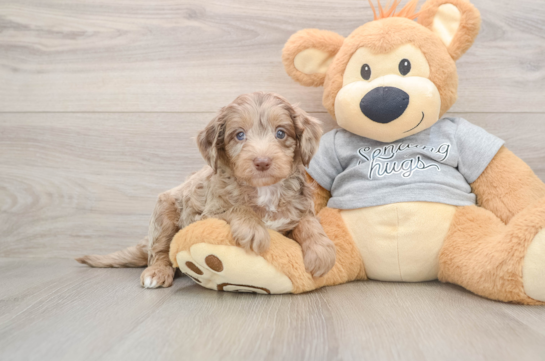 Hypoallergenic Aussiepoo Poodle Mix Puppy