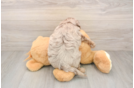 Petite Mini Aussiedoodle Poodle Mix Pup