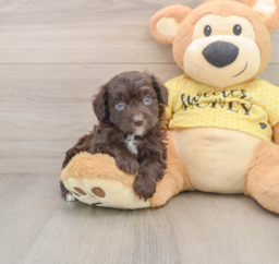 6 week old Mini Aussiedoodle Puppy For Sale - Lone Star Pups
