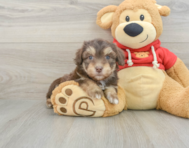 7 week old Mini Aussiedoodle Puppy For Sale - Lone Star Pups