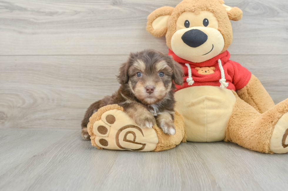 7 week old Mini Aussiedoodle Puppy For Sale - Lone Star Pups