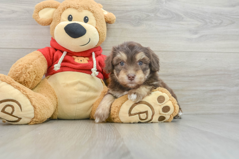 Mini Aussiedoodle Pup Being Cute