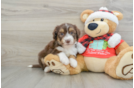 Mini Aussiedoodle Pup Being Cute