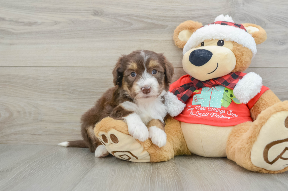 6 week old Mini Aussiedoodle Puppy For Sale - Lone Star Pups