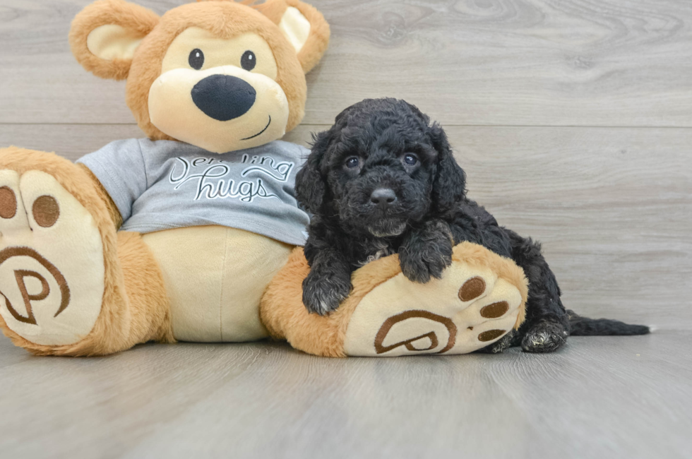 5 week old Mini Aussiedoodle Puppy For Sale - Lone Star Pups