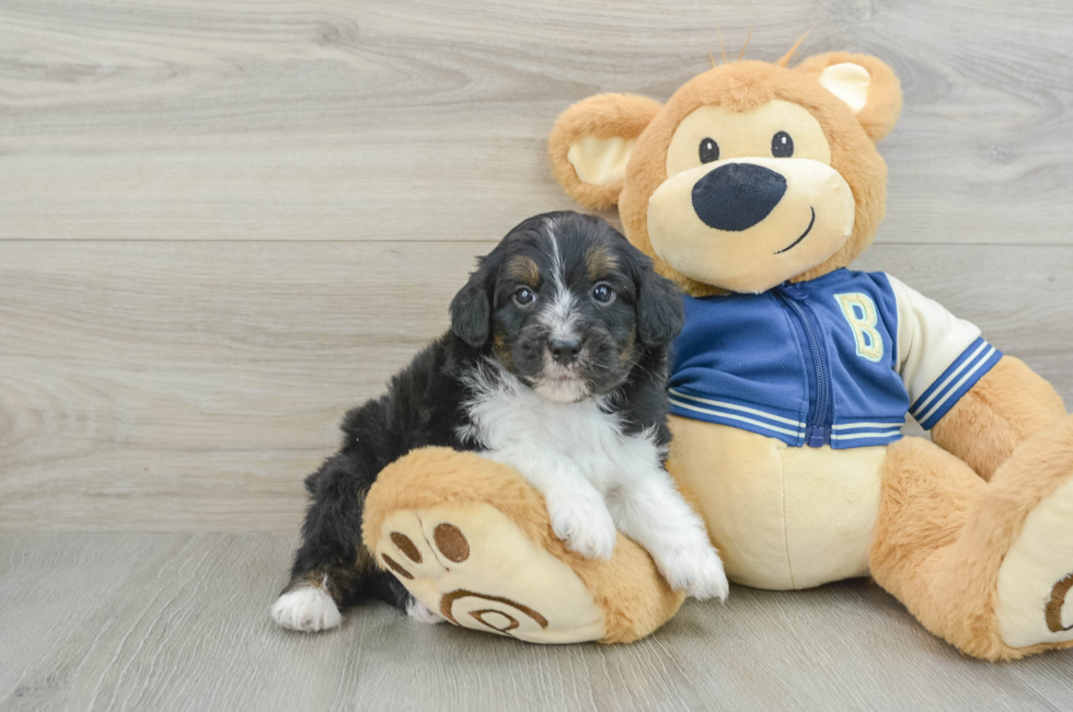 6 week old Mini Aussiedoodle Puppy For Sale - Lone Star Pups