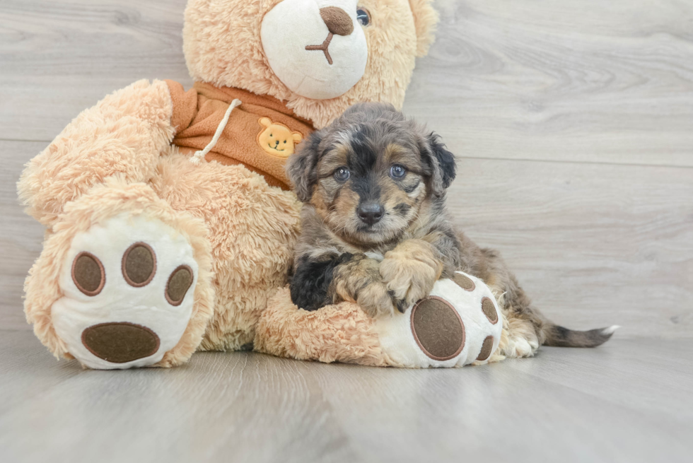 Energetic Aussie Poo Poodle Mix Puppy