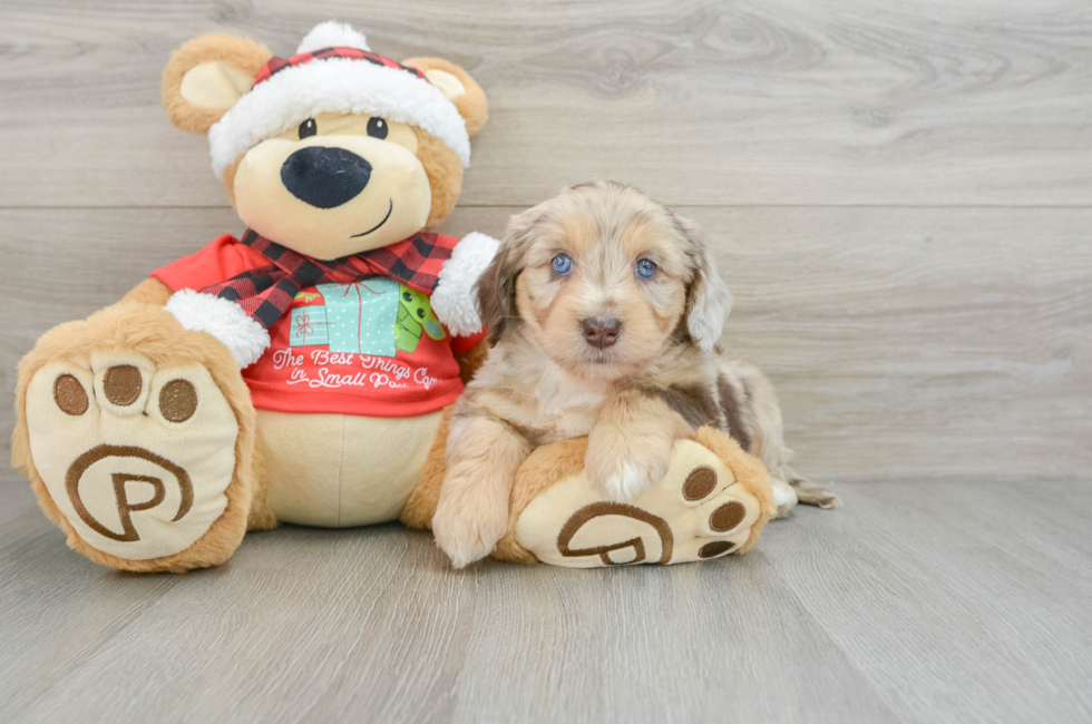 6 week old Mini Aussiedoodle Puppy For Sale - Lone Star Pups