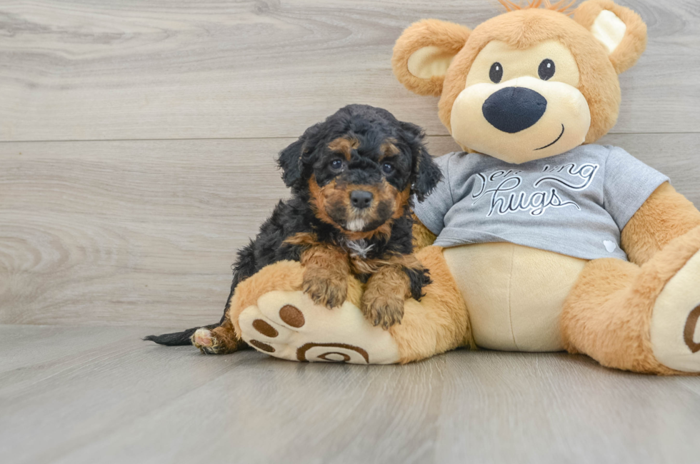 5 week old Mini Aussiedoodle Puppy For Sale - Lone Star Pups