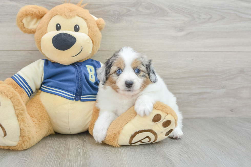 7 week old Mini Aussiedoodle Puppy For Sale - Lone Star Pups