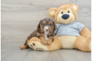 Mini Aussiedoodle Puppy for Adoption
