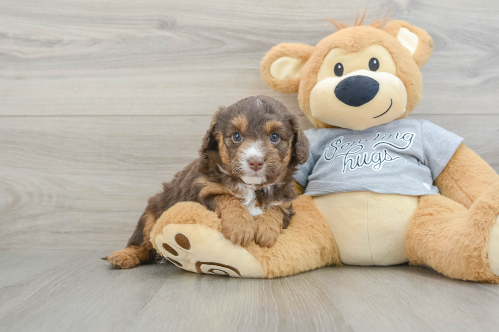 Mini Aussiedoodle Puppy for Adoption