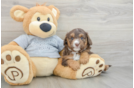 Best Mini Aussiedoodle Baby
