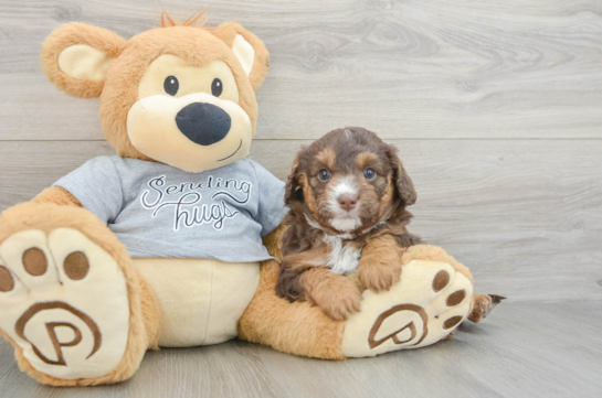 Best Mini Aussiedoodle Baby