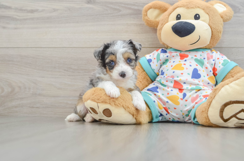 5 week old Mini Aussiedoodle Puppy For Sale - Lone Star Pups