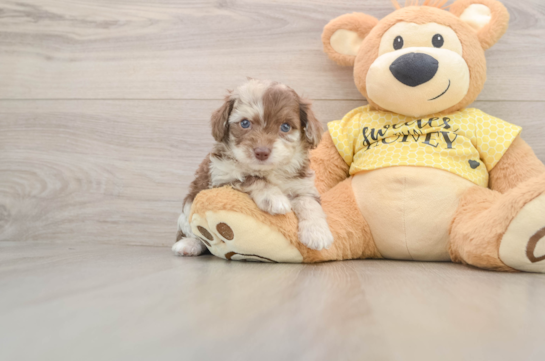 MANDY, a Mini Aussiedoodle littermate