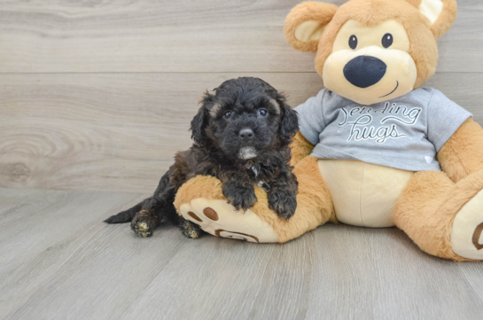 Funny Mini Aussiedoodle Poodle Mix Pup