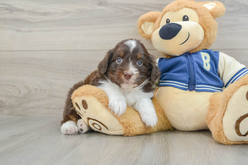 Mini Aussiedoodle Puppy for Adoption