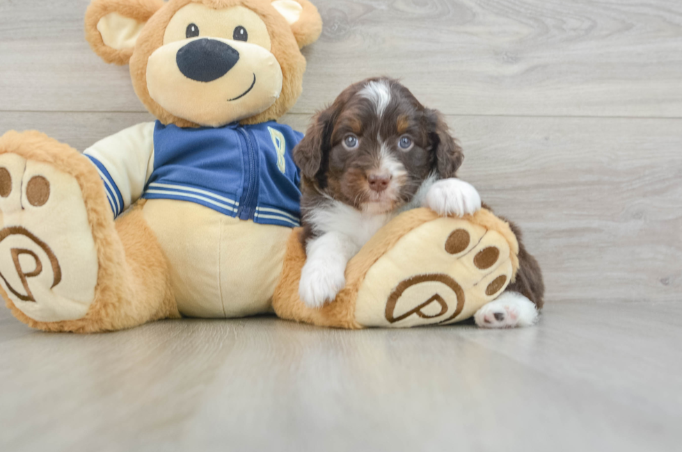 7 week old Mini Aussiedoodle Puppy For Sale - Lone Star Pups