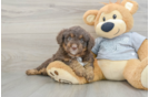Best Mini Aussiedoodle Baby