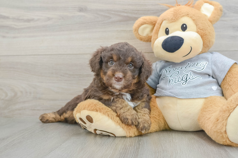 Best Mini Aussiedoodle Baby