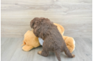 Playful Mini Aussiepoodle Poodle Mix Puppy