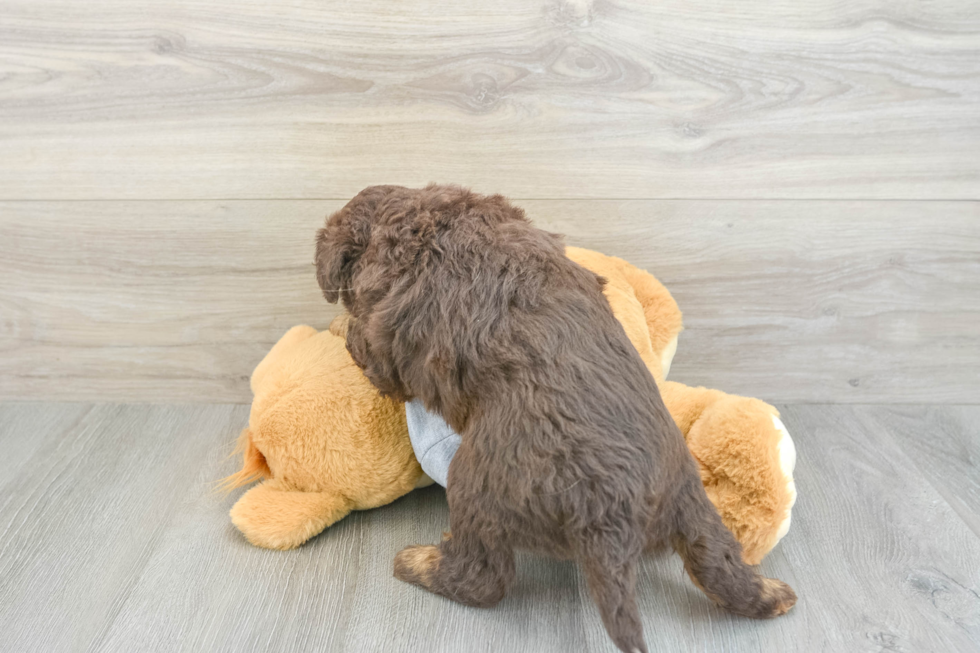 Playful Mini Aussiepoodle Poodle Mix Puppy