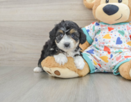 7 week old Mini Aussiedoodle Puppy For Sale - Lone Star Pups