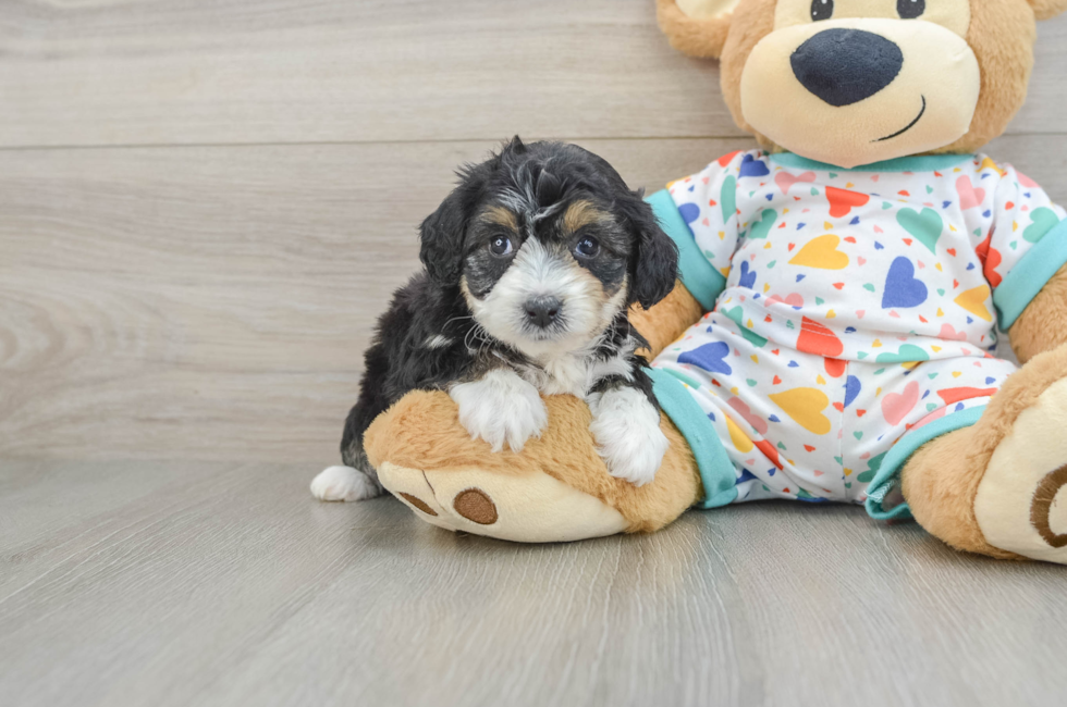 5 week old Mini Aussiedoodle Puppy For Sale - Lone Star Pups