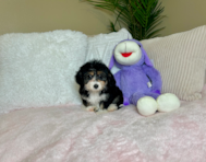 9 week old Mini Aussiedoodle Puppy For Sale - Lone Star Pups