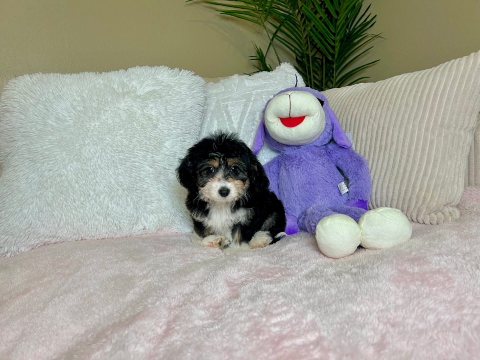 Mini Aussiedoodle Pup Being Cute