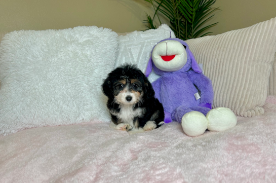 Mini Aussiedoodle Pup Being Cute