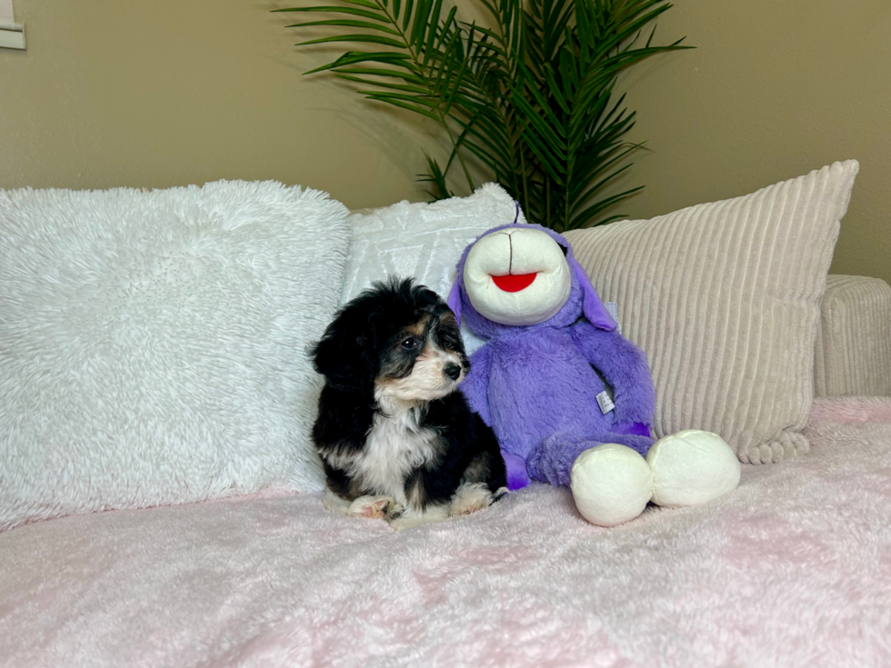 Cute Mini Aussiedoodle Baby