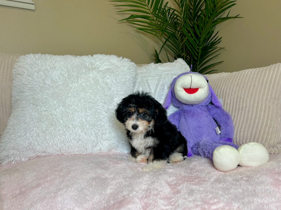 Best Mini Aussiedoodle Baby