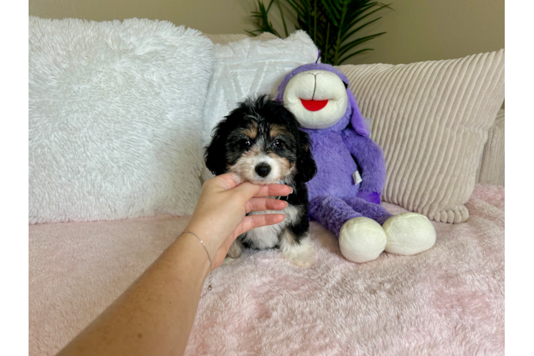 Mini Aussiedoodle Puppy for Adoption
