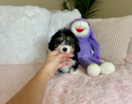 10 week old Mini Aussiedoodle Puppy For Sale - Lone Star Pups