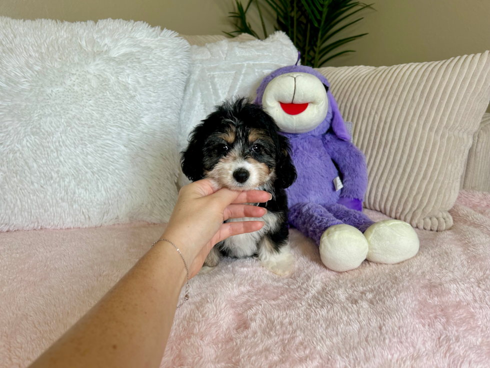 Mini Aussiedoodle Puppy for Adoption