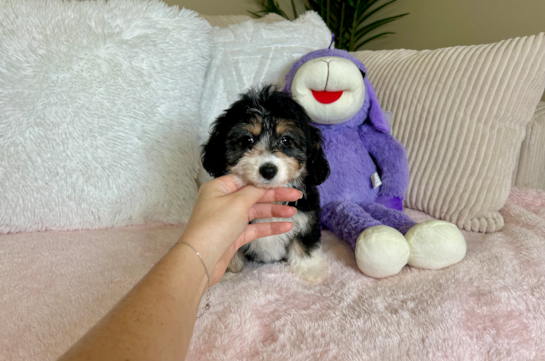 Mini Aussiedoodle Puppy for Adoption