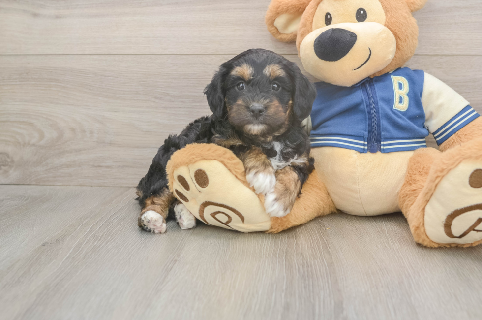 5 week old Mini Aussiedoodle Puppy For Sale - Lone Star Pups