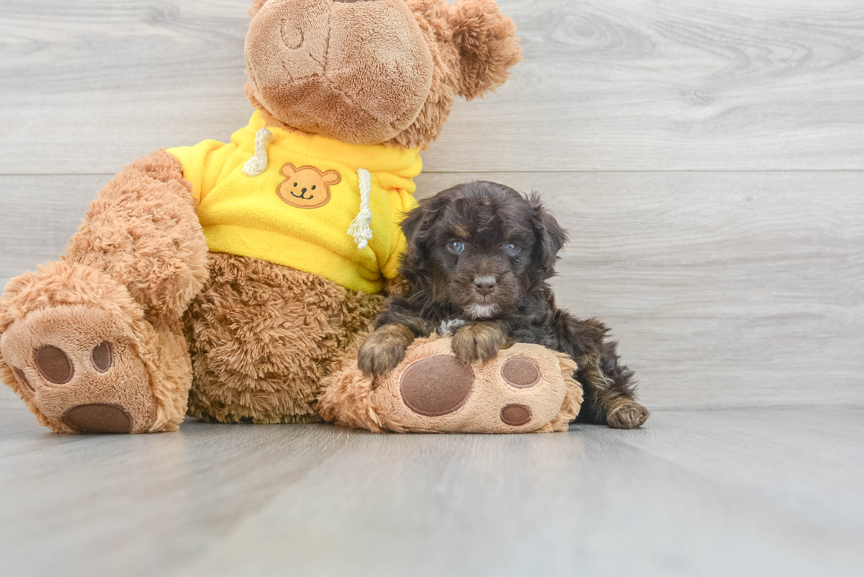Hypoallergenic Aussiepoo Poodle Mix Puppy