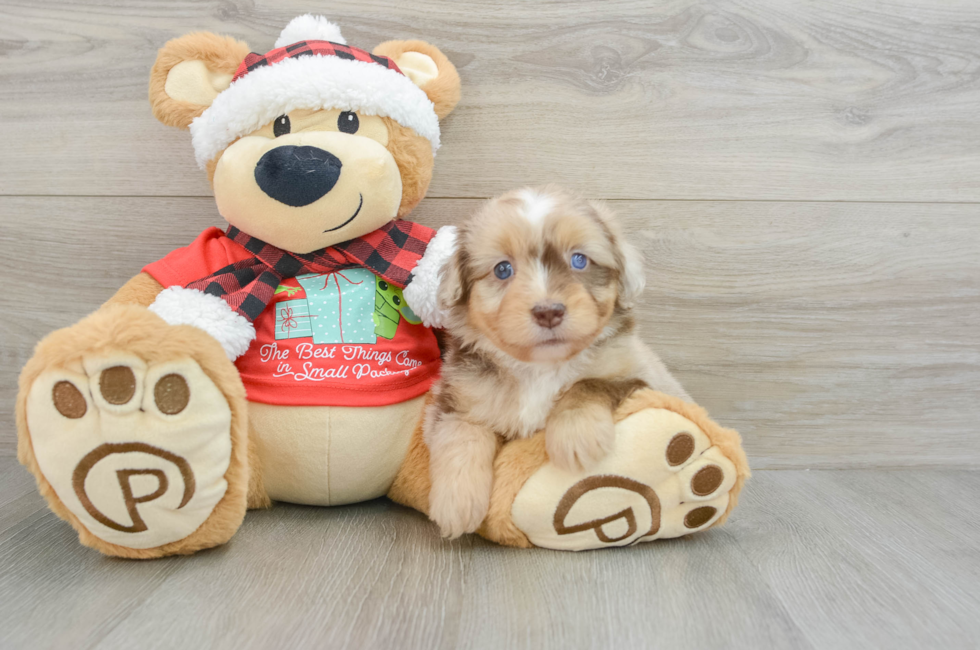 6 week old Mini Aussiedoodle Puppy For Sale - Lone Star Pups