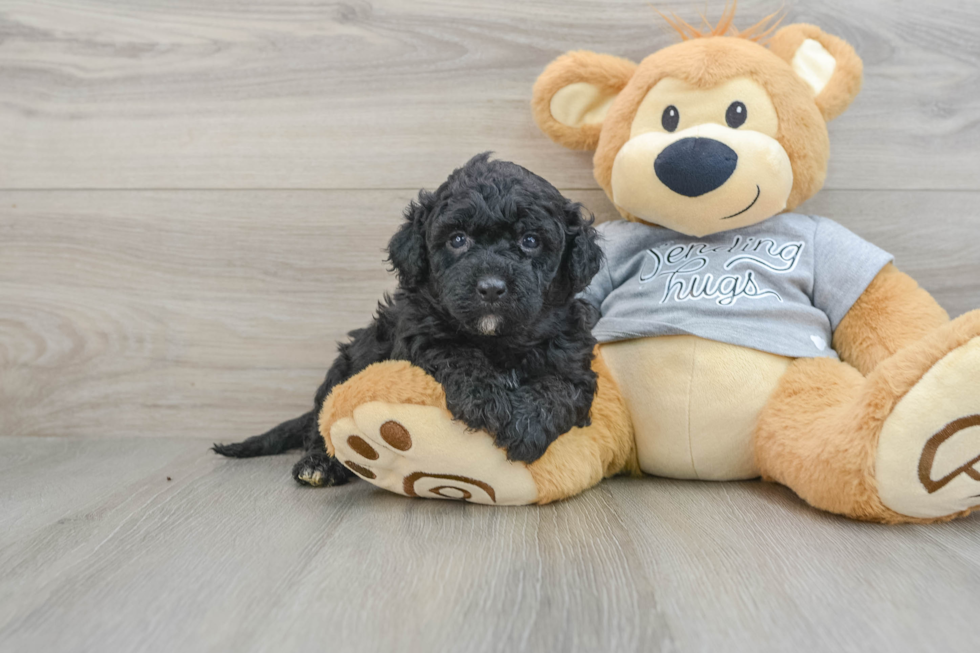 Best Mini Aussiedoodle Baby