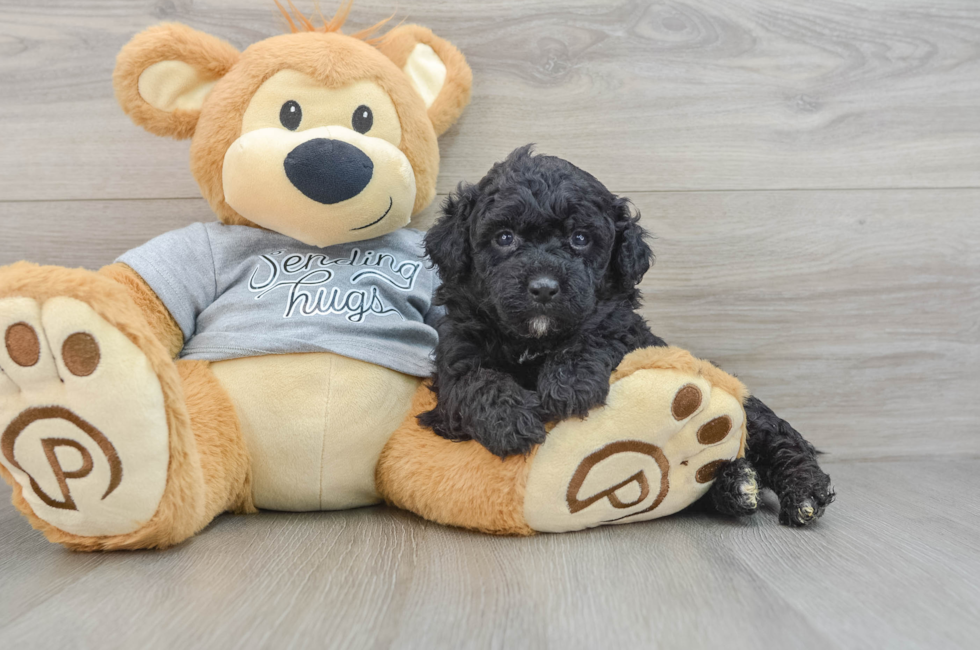 5 week old Mini Aussiedoodle Puppy For Sale - Lone Star Pups