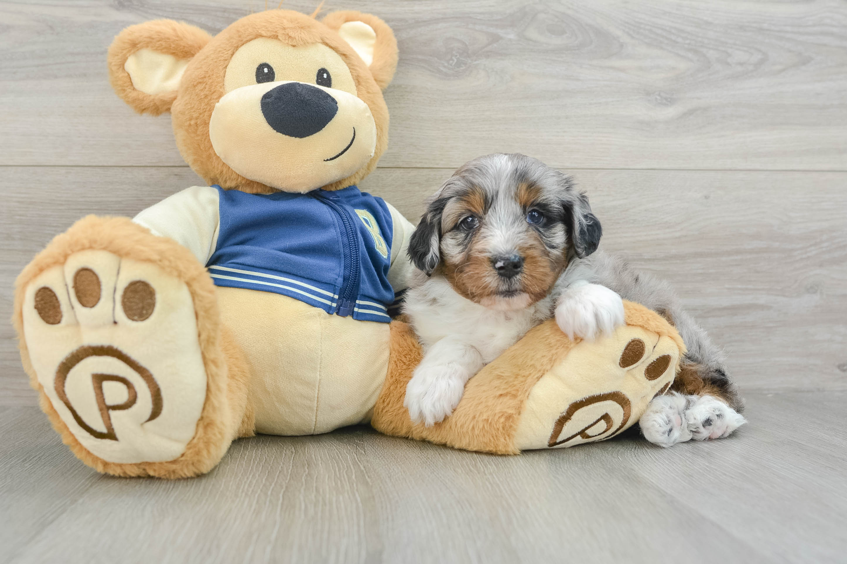 Adorable Mini Australian Shepherd X Poodle Mix Poodle Mix Puppy