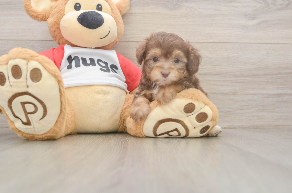 5 week old Mini Aussiedoodle Puppy For Sale - Lone Star Pups