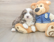 8 week old Mini Aussiedoodle Puppy For Sale - Lone Star Pups